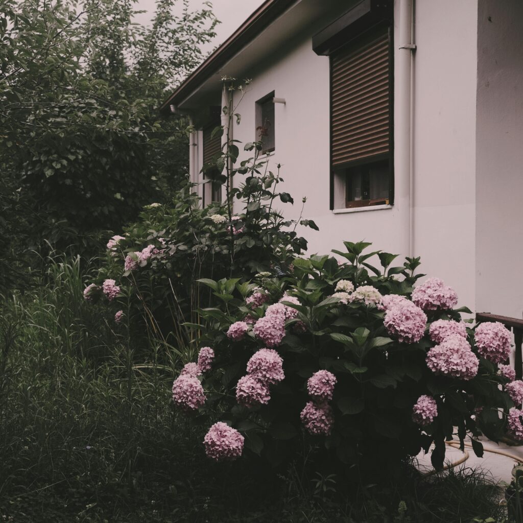 Beautiful house with vibrant hydrangea flowers in Sakarya, capturing a serene garden view